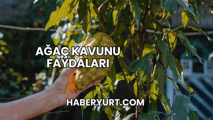 Ağaç Kavunu Faydaları