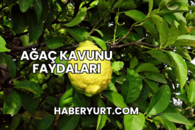 Ağaç Kavunu Faydaları