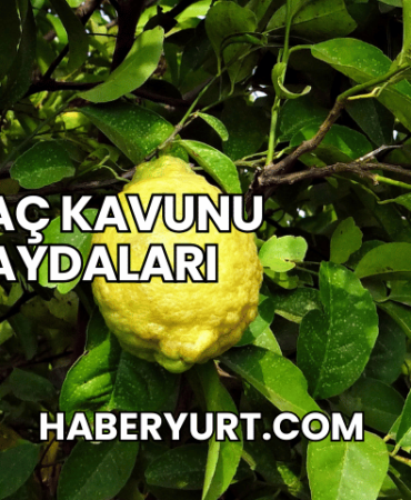 Ağaç Kavunu Faydaları