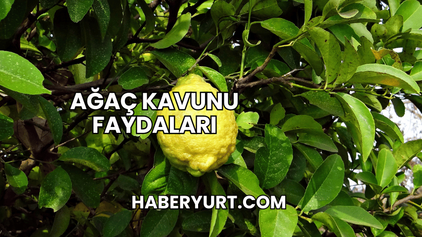 Ağaç Kavunu Faydaları