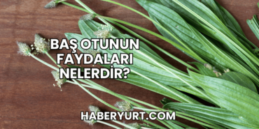 Baş Otunun Faydaları Nelerdir?