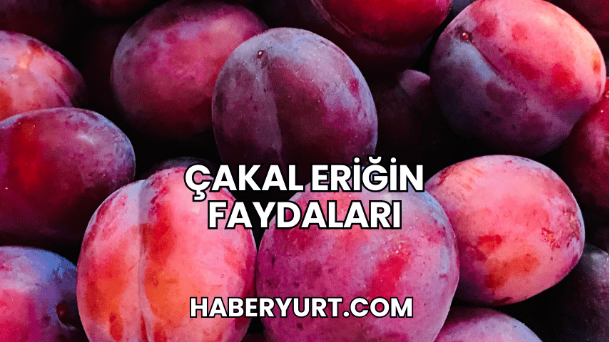 Çakal Eriğin Faydaları