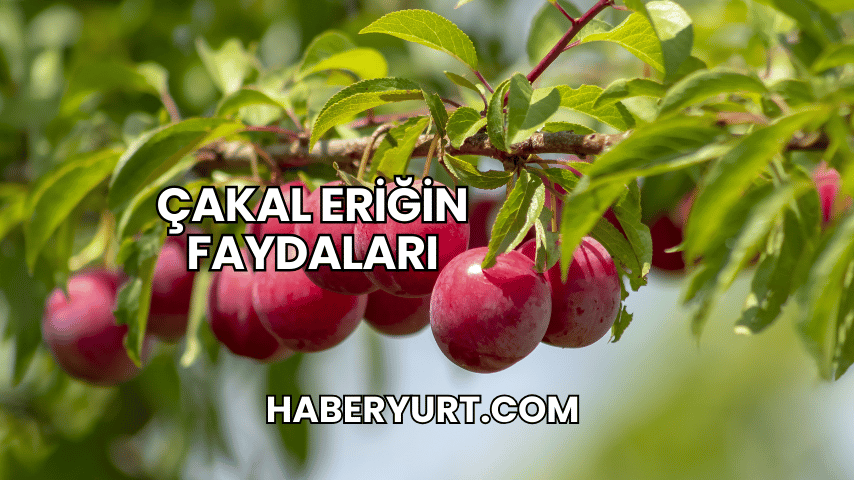 Çakal Eriğin Faydaları
