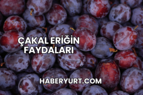 Çakal Eriğin Faydaları