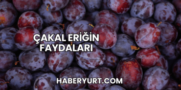Çakal Eriğin Faydaları