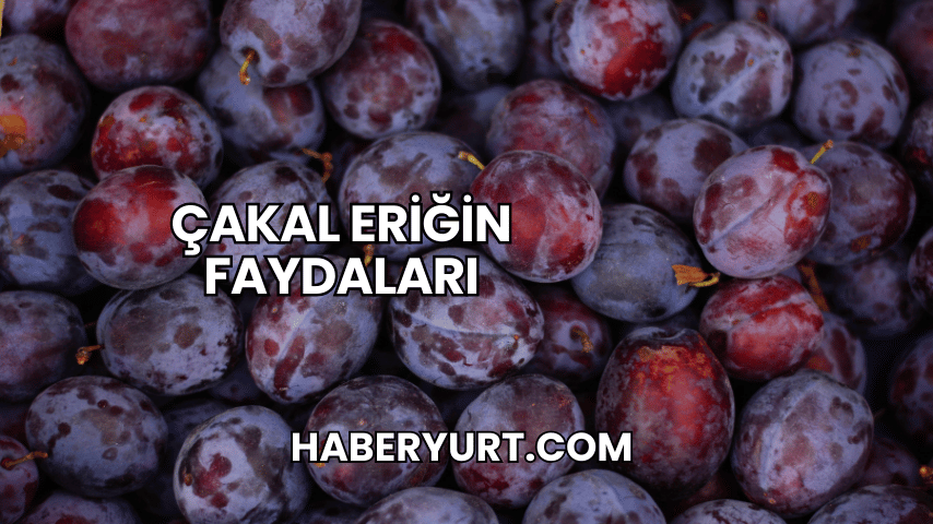 Çakal Eriğin Faydaları