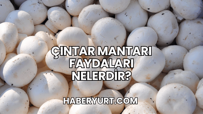 Çıntar Mantarı Faydaları Nelerdir?