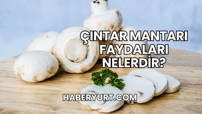 Çıntar Mantarı Faydaları Nelerdir?