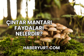 Çıntar Mantarı Faydaları Nelerdir?