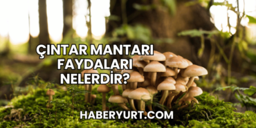 Çıntar Mantarı Faydaları Nelerdir?