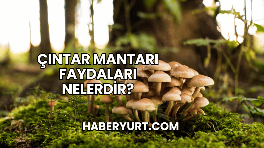 Çıntar Mantarı Faydaları Nelerdir?