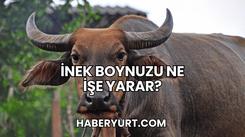 İnek Boynuzu Ne İşe Yarar?