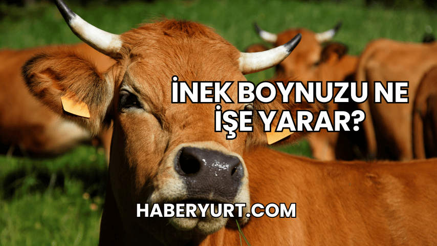 İnek Boynuzu Ne İşe Yarar?
