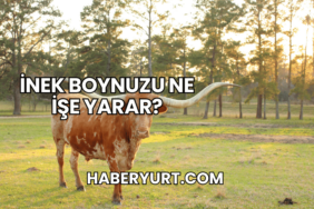 İnek Boynuzu Ne İşe Yarar?