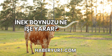 İnek Boynuzu Ne İşe Yarar?