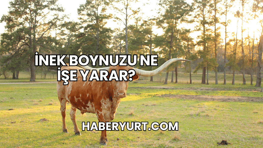 İnek Boynuzu Ne İşe Yarar?