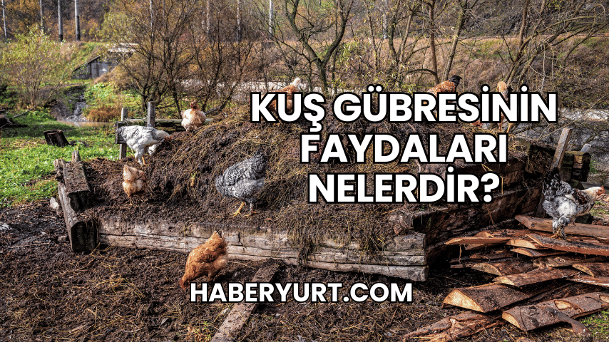 Kuş Gübresinin Faydaları Nelerdir?