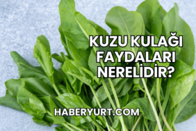 Kuzu Kulağı Faydaları Nerelidir?