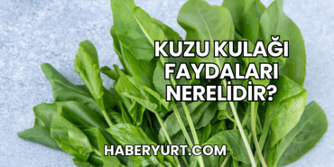 Kuzu Kulağı Faydaları Nerelidir?