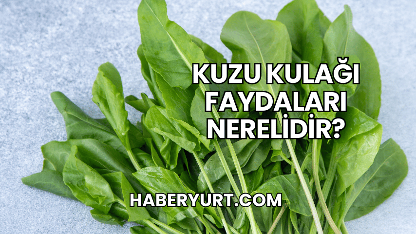 Kuzu Kulağı Faydaları Nerelidir?