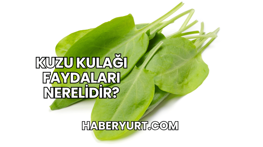 Kuzu Kulağı Faydaları Nerelidir?