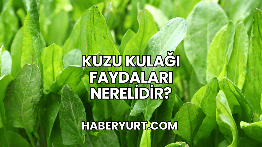 Kuzu Kulağı Faydaları Nerelidir?