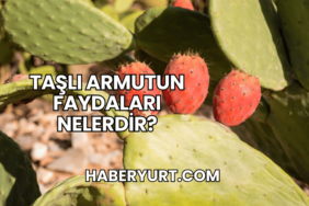 Taşlı Armutun Faydaları Nelerdir?
