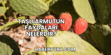 Taşlı Armutun Faydaları Nelerdir?