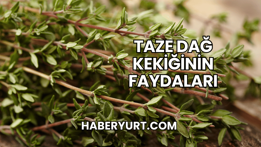 Taze Dağ Kekiğinin Faydaları