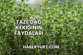 Taze Dağ Kekiğinin Faydaları