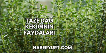 Taze Dağ Kekiğinin Faydaları