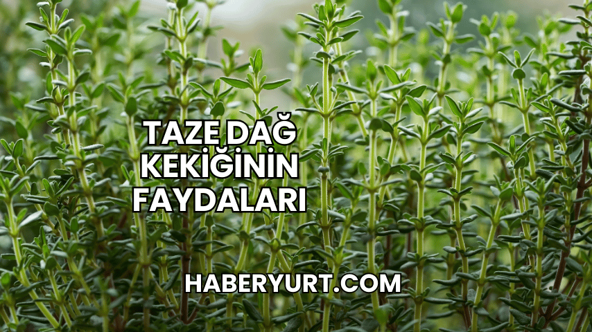 Taze Dağ Kekiğinin Faydaları