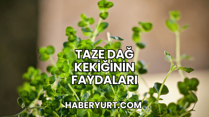Taze Dağ Kekiğinin Faydaları