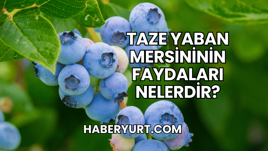 Taze Yaban Mersininin Faydaları Nelerdir?