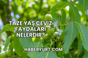 Taze Yaş Ceviz Faydaları Nelerdir?