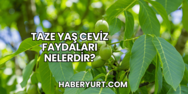 Taze Yaş Ceviz Faydaları Nelerdir?
