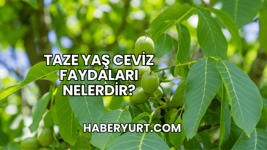 Taze Yaş Ceviz Faydaları Nelerdir?